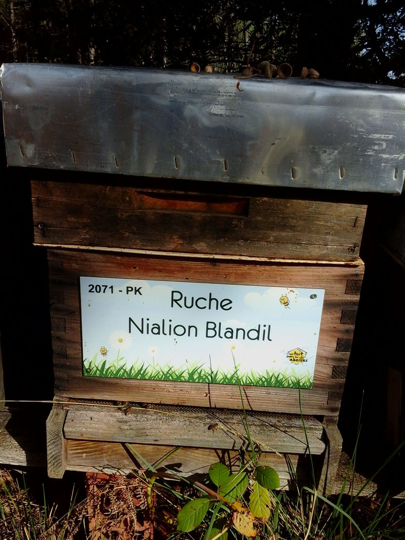 La ruche Nialion Blandil